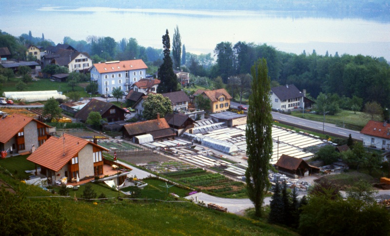 Gärtnerei Eichenberger 1985